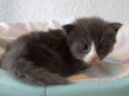 Tarabas mit fast 4 Wochen / almost four weeks old