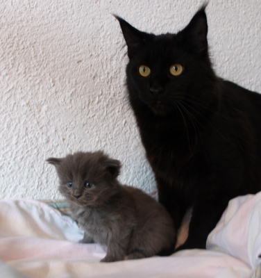 Tessa mit fast 4 Wochen / almost four weeks old