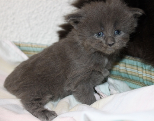 Tessa mit fast 4 Wochen / almost four weeks old