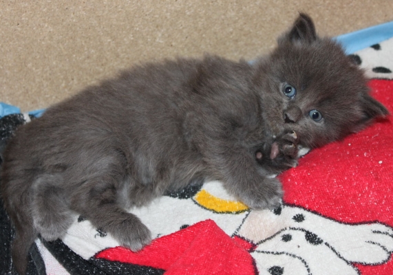 Tessa mit fast 4 Wochen / almost four weeks old