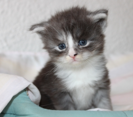 Tiger mit fast 4 Wochen / almost four weeks old