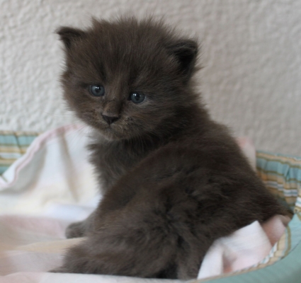 Titan mit fast 4 Wochen / almost four weeks old