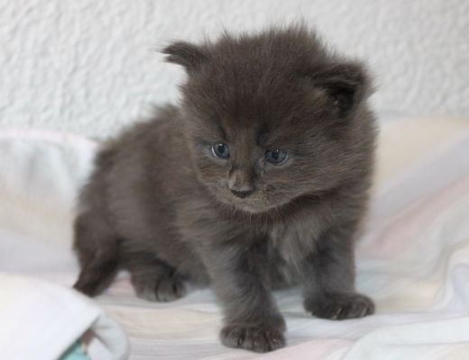 Titan mit fast 4 Wochen / almost four weeks old