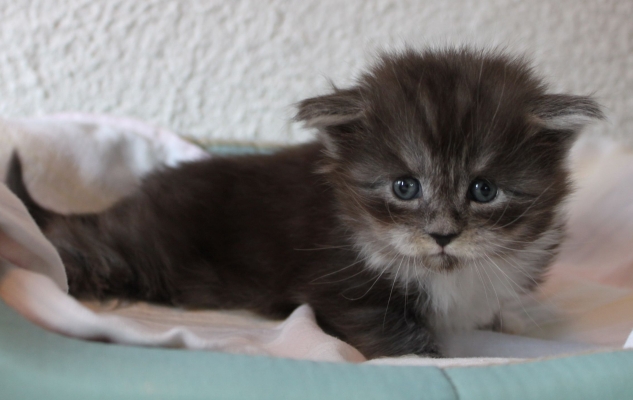 Texas Ranger mit fast 4 Wochen / almost four weeks old