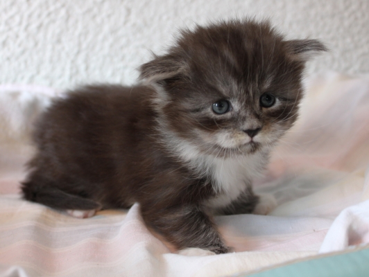 Texas Ranger mit fast 4 Wochen / almost four weeks old