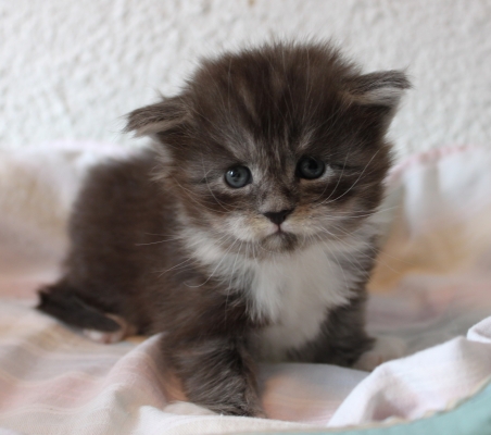 Texas Ranger mit fast 4 Wochen / almost four weeks old