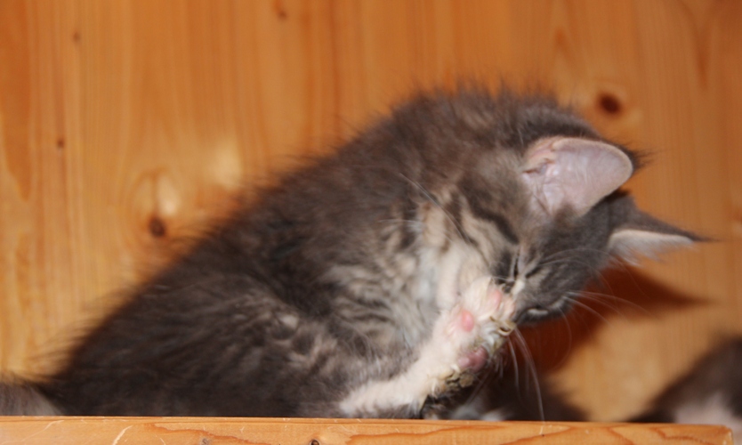 Heino mit 2,5 Monaten  / 2.5 months old