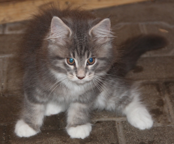 Heino mit 2,5 Monaten  / 2.5 months old