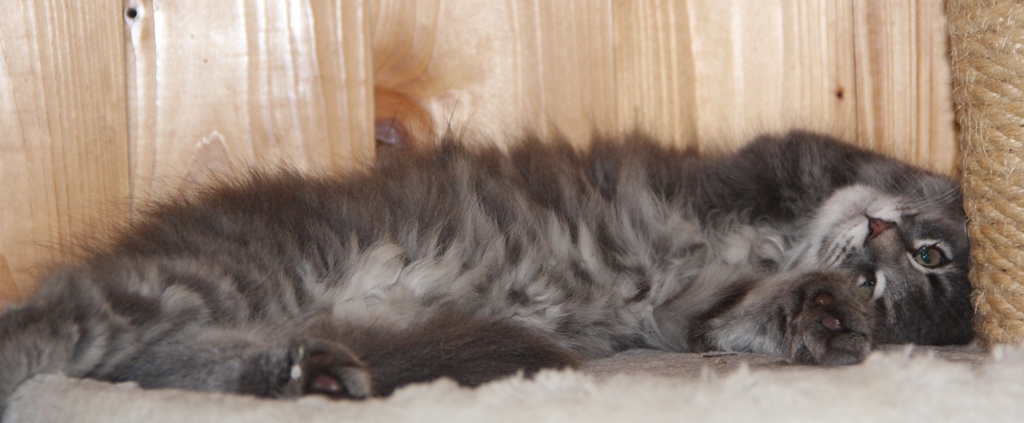 Hannah mit 2,5 Monaten  / 2.5 months old