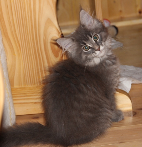 Hannah mit 2,5 Monaten  / 2.5 months old