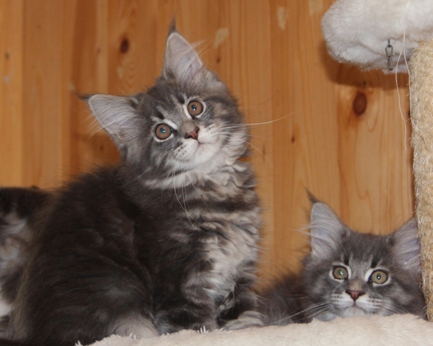 Hazel mit 2,5 Monaten  / 2.5 months old