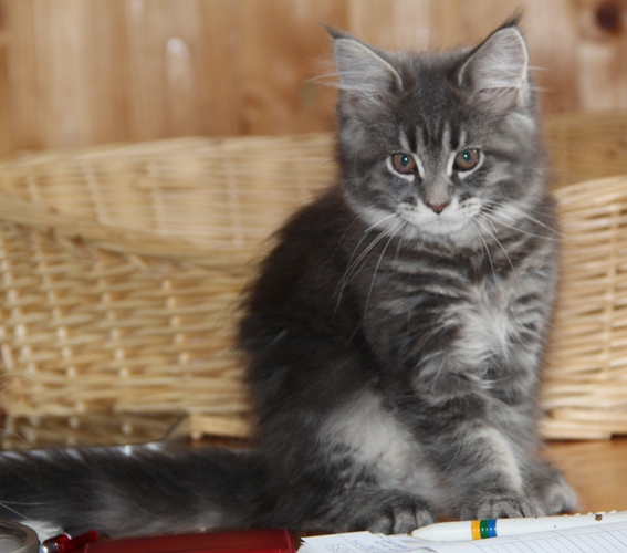 Hazel mit 2,5 Monaten  / 2.5 months old