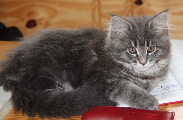 Hazel mit 2,5 Monaten  / 2.5 months old