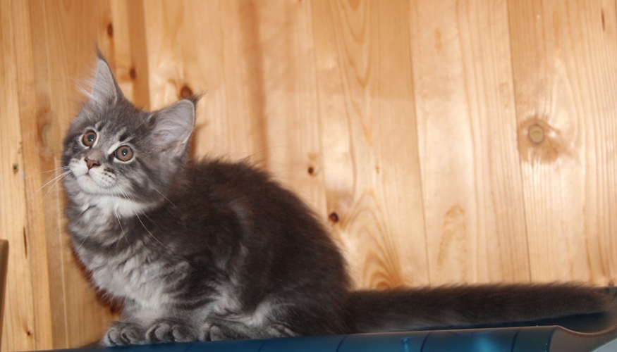 Hazel mit 2,5 Monaten  / 2.5 months old