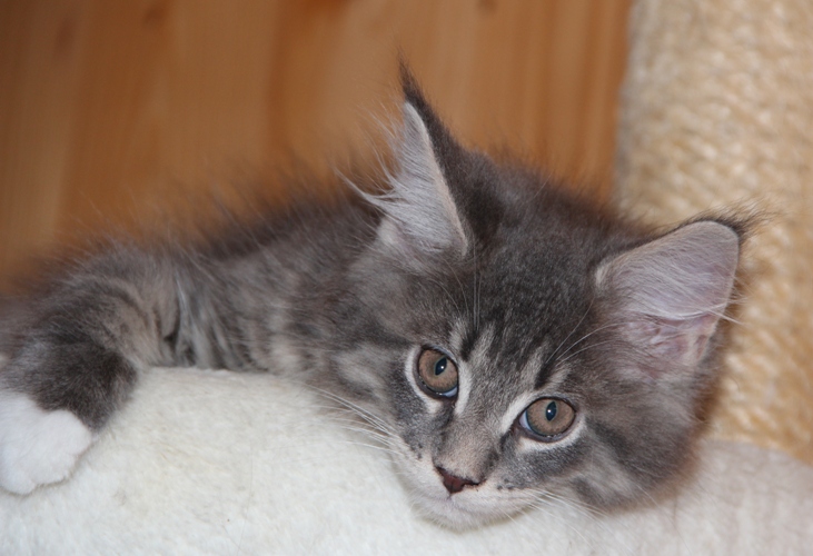 Heino mit 2,5 Monaten  / 2.5 months old