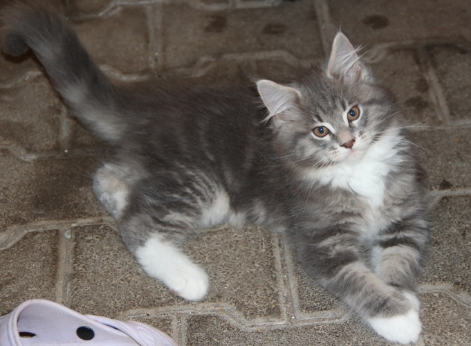 Hugo mit 2,5 Monaten  / 2.5 months old