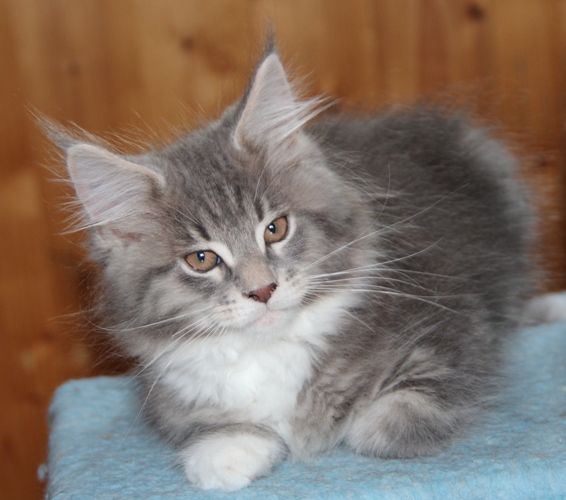 Hugo mit 2,5 Monaten  / 2.5 months old