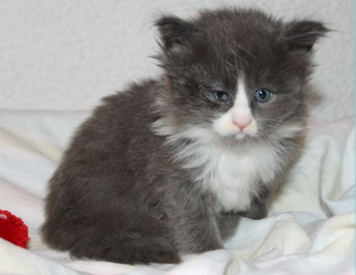 Tarabas mit 5 Wochen / five weeks old