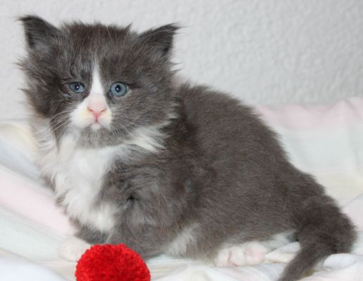 Tarabas mit 5 Wochen / five weeks old