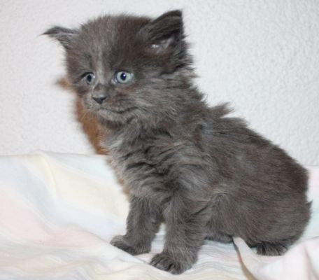 Tessa mit 5 Wochen / five weeks old