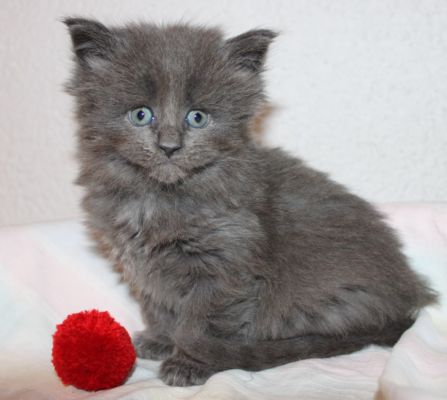 Tessa mit 5 Wochen / five weeks old