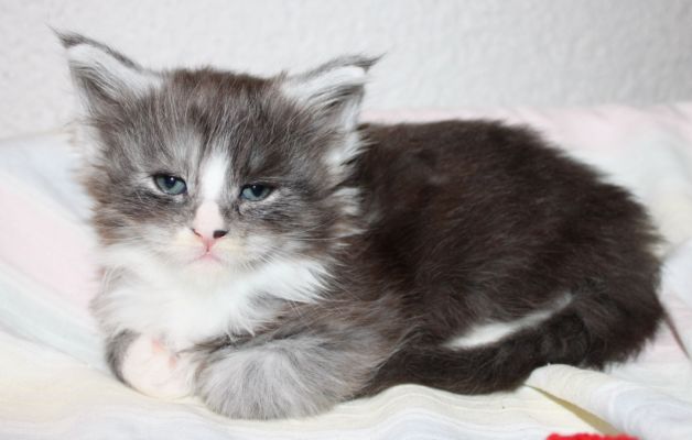 Tiger mit 5 Wochen / five weeks old