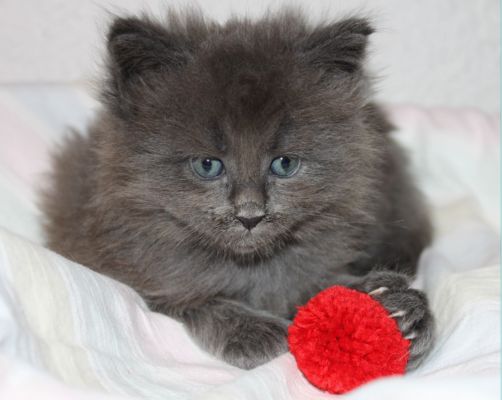 Titan mit 5 Wochen / five weeks old