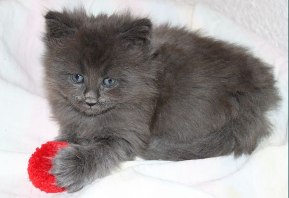 Titan mit 5 Wochen / five weeks old