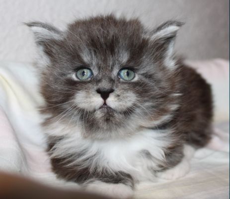 Texas Ranger mit 5 Wochen / five weeks old