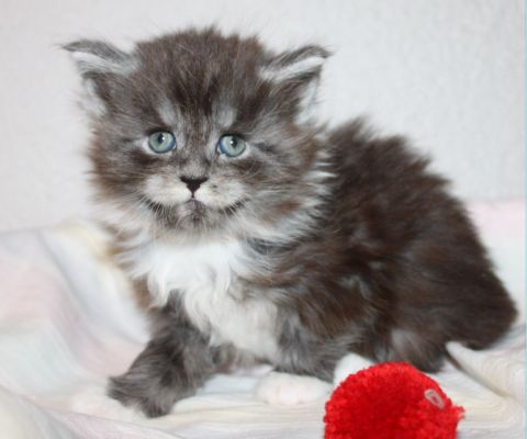 Texas Ranger mit 5 Wochen / five weeks old