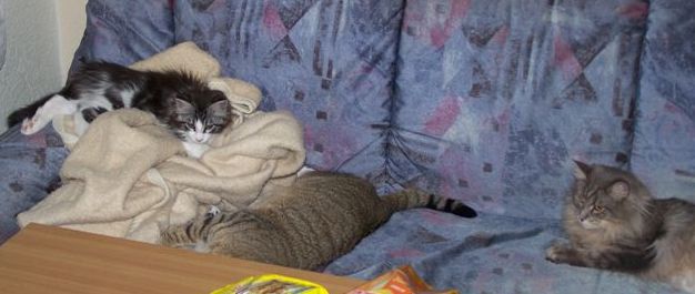 Isildur mit Leo und D'Artanette