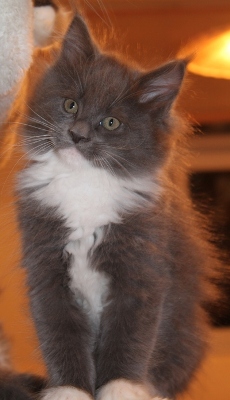 Babsy mit 9 Wochen / nine weeks old