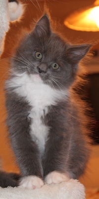 Babsy mit 9 Wochen / nine weeks old