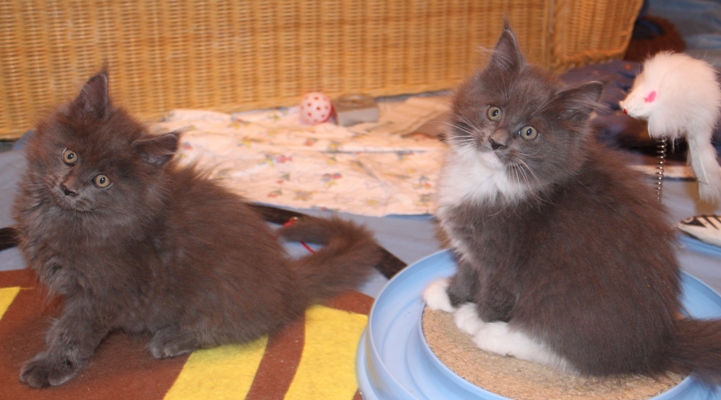 Babsy mit 9 Wochen / nine weeks old