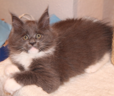 Babsy mit 9 Wochen / nine weeks old