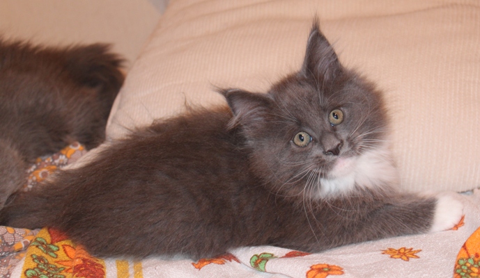 Babsy mit 9 Wochen / nine weeks old