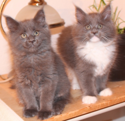 Babsy mit 9 Wochen / nine weeks old