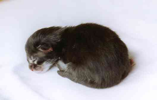 Barthez mit einem Tag