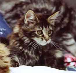 Barthez mit 12 Wochen