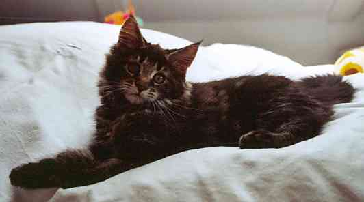 Barthez mit 12 Wochen