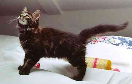 Barthez mit 12 Wochen