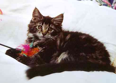 Barthez mit 12 Wochen