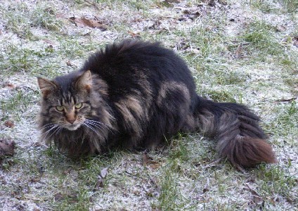 Barthez mit einem Jahr und acht Monaten / one year and eight months old