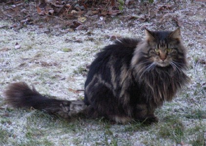 Barthez mit einem Jahr und acht Monaten / one year and eight months old