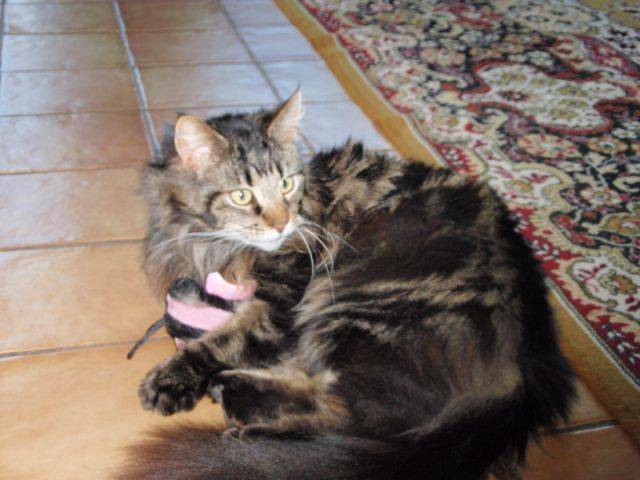 Barthez mit zwei Jahren / two years old