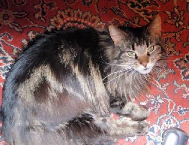 Barthez mit zwei Jahren / two years old