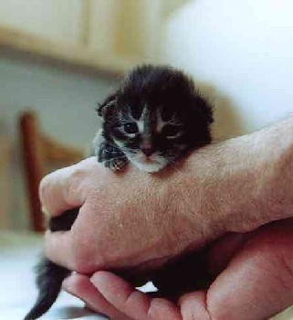 Barthez mit 14 Tagen