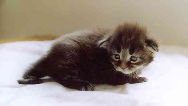 Barthez mit 21 Tagen