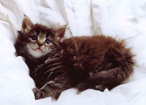 Barthez mit einem Monat und einer Woche