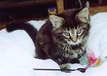 Barthez mit 9 Wochen